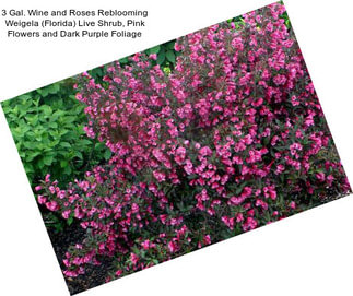 3 Gal. Wine and Roses Reblooming Weigela (Florida) Live Shrub, Pink Flowers and Dark Purple Foliage