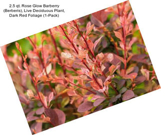 2.5 qt. Rose Glow Barberry (Berberis), Live Deciduous Plant, Dark Red Foliage (1-Pack)