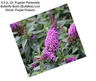 4.5 in. Qt. Pugster Periwinkle Butterfly Bush (Buddleia) Live Shrub, Purple Flowers