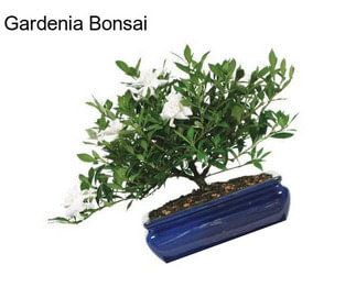 Gardenia Bonsai