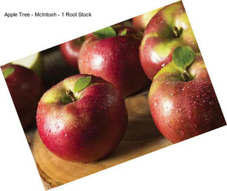 Apple Tree - McIntosh - 1 Root Stock