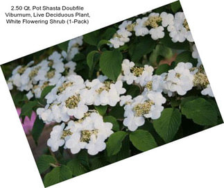 2.50 Qt. Pot Shasta Doubfile Viburnum, Live Deciduous Plant, White Flowering Shrub (1-Pack)
