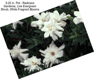 9.25 in. Pot - Radicans Gardenia, Live Evergreen Shrub, White Fragrant Blooms