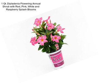 1 Qt. Dipladenia Flowering Annual Shrub with Red, Pink, White and Raspberry Splash Blooms