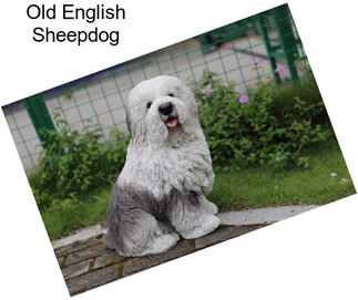 Old English Sheepdog