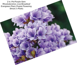 2 in. Pot Purple Gem Rhododendron, Live Broadleaf Evergreen Plant, Purple Flowering Shrub (1-Pack)