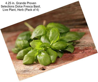 4.25 in. Grande Proven Selections Dolce Fresca Basil, Live Plant, Herb (Pack of 4)