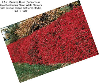 2.5 qt. Burning Bush (Euonymus), Live Deciduous Plant, White Flowers with Green Foliage that turns Red in Fall (1-Pack)