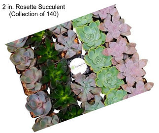 2 in. Rosette Succulent (Collection of 140)