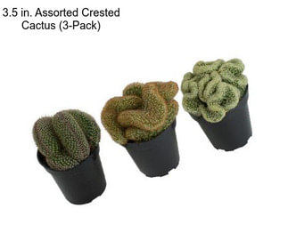 3.5 in. Assorted Crested Cactus (3-Pack)