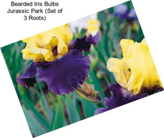 Bearded Iris Bulbs Jurassic Park (Set of 3 Roots)