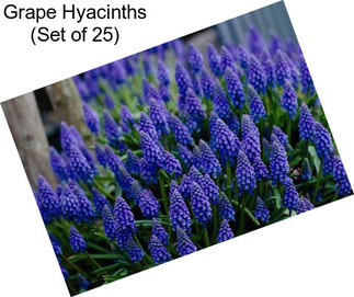 Grape Hyacinths (Set of 25)