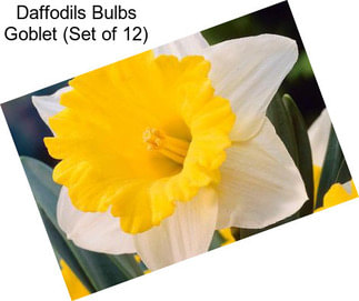 Daffodils Bulbs Goblet (Set of 12)