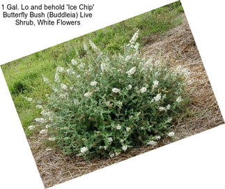 1 Gal. Lo and behold \'Ice Chip\' Butterfly Bush (Buddleia) Live Shrub, White Flowers