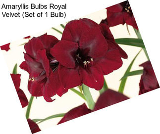 Amaryllis Bulbs Royal Velvet (Set of 1 Bulb)