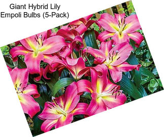 Giant Hybrid Lily Empoli Bulbs (5-Pack)