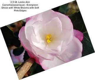 2.5 Qt. Leslie Ann Camellia(sasanqua) - Evergreen Shrub with White Blooms with Soft Pink Edges