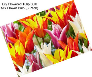 Lily Flowered Tulip Bulb Mix Flower Bulb (8-Pack)