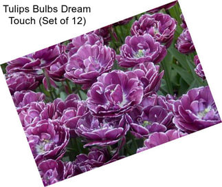 Tulips Bulbs Dream Touch (Set of 12)