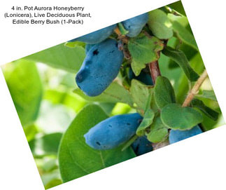 4 in. Pot Aurora Honeyberry (Lonicera), Live Deciduous Plant, Edible Berry Bush (1-Pack)