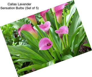 Callas Lavender Sensation Bulbs (Set of 5)