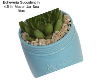 Echeveria Succulent in 4.5 in. Mason Jar Sea Blue