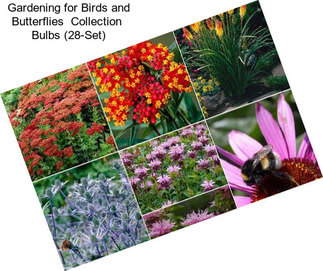 Gardening for Birds and Butterflies  Collection  Bulbs (28-Set)