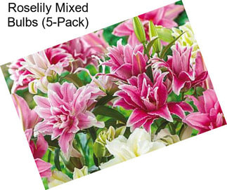 Roselily Mixed Bulbs (5-Pack)