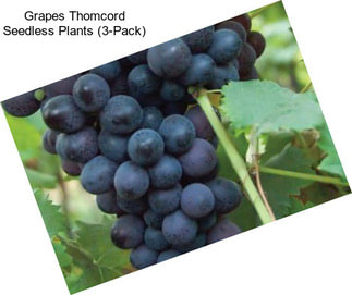 Grapes Thomcord Seedless Plants (3-Pack)