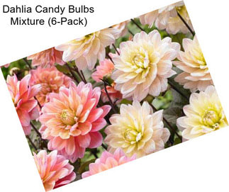 Dahlia Candy Bulbs Mixture (6-Pack)