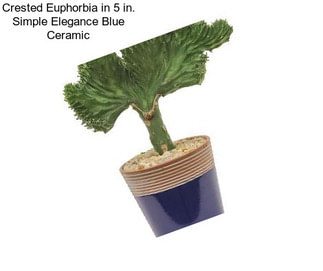 Crested Euphorbia in 5 in. Simple Elegance Blue Ceramic