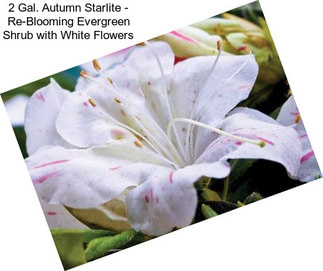 2 Gal. Autumn Starlite - Re-Blooming Evergreen Shrub with White Flowers