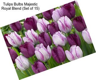 Tulips Bulbs Majestic Royal Blend (Set of 15)