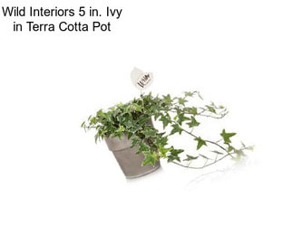 Wild Interiors 5 in. Ivy in Terra Cotta Pot