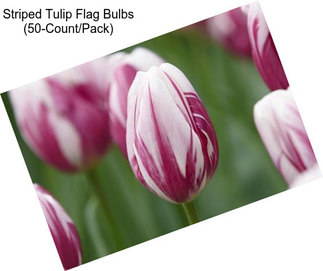 Striped Tulip Flag Bulbs (50-Count/Pack)
