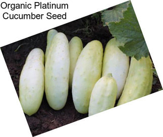 Organic Platinum Cucumber Seed