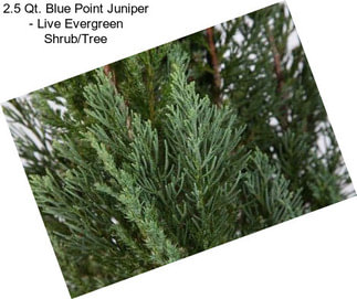 2.5 Qt. Blue Point Juniper - Live Evergreen Shrub/Tree