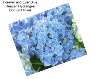 Forever and Ever Blue Heaven Hydrangea Dormant Plant