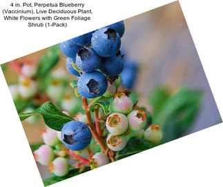 4 in. Pot, Perpetua Blueberry (Vaccinium), Live Deciduous Plant, White Flowers with Green Foliage Shrub (1-Pack)