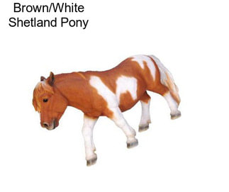 Brown/White Shetland Pony