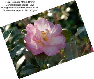 2 Gal. October Magic Orchid Camellia(sasanqua) - Live Evergreen Shrub with White-blush Blooms that taper to Pink Edges