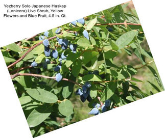 Yezberry Solo Japanese Haskap (Lonicera) Live Shrub, Yellow Flowers and Blue Fruit, 4.5 in. Qt.