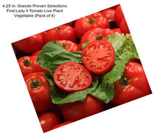4.25 in. Grande Proven Selections First Lady II Tomato Live Plant Vegetable (Pack of 4)