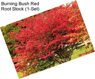 Burning Bush Red Root Stock (1-Set)