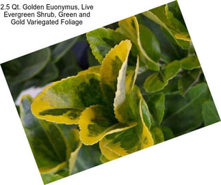 2.5 Qt. Golden Euonymus, Live Evergreen Shrub, Green and Gold Variegated Foliage