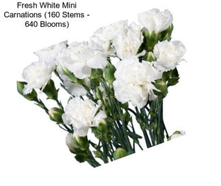 Fresh White Mini Carnations (160 Stems - 640 Blooms)