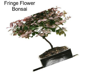 Fringe Flower Bonsai