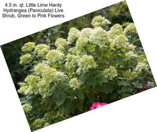 4.5 in. qt. Little Lime Hardy Hydrangea (Paniculata) Live Shrub, Green to Pink Flowers