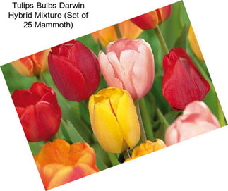 Tulips Bulbs Darwin Hybrid Mixture (Set of 25 Mammoth)