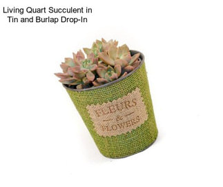 Living Quart Succulent in Tin and Burlap Drop-In